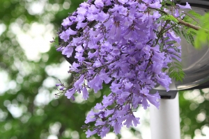 紫色浪漫--藍楹花