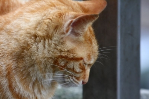 [小新出遊啦]侯硐散心去