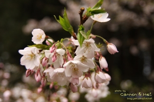 一個月前 阿里山的櫻花