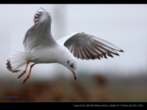 EF 400mm F5.6 燕鷗追焦測試