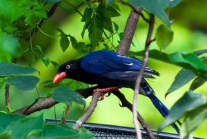 市區裡的台灣藍鵲