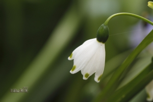 白鈴鐺 - 鈴蘭水仙