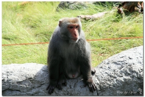 2011 新竹動物嘉年華 (35P)