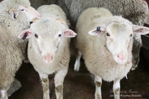 Sydney, Australia (澳洲雪梨) - VOL 1