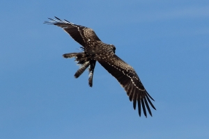 捕捉黑鷹飛翔美姿