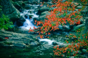 楓滿月圓(持續加圖中...)