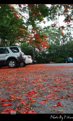 下班拍~ IBA 停車場鳳凰花開~