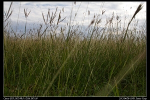 南台灣四日遊 ─ 花草