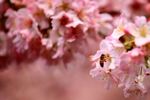 一張流～天元宮櫻花＋小蜜蜂（朋友的70-200 L II)