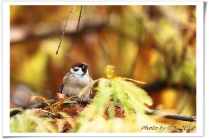 雀兒在林梢~~
