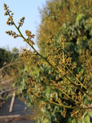 ✬2014/02 家中田園風光✬