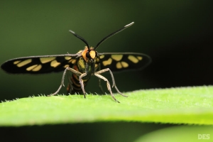 重磨百微 （第二页加照，1月1号）