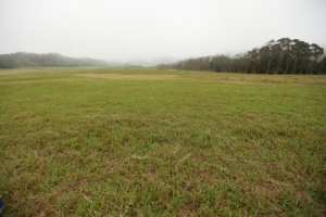 驚見逃離珈鎖的金剛鸚