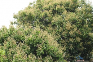 我家的龍眼樹開花了