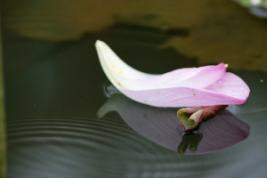 ~荷~蓮舟划向愛