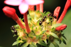 小螞蟻 Macro