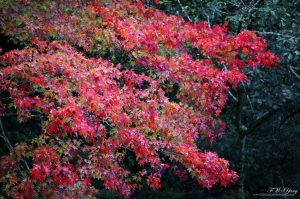 武陵農場 逐楓尋蹤