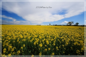 法國出差隨拍(不知名的鄉村)--田野篇