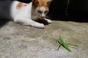 貓與草蜢之對決~