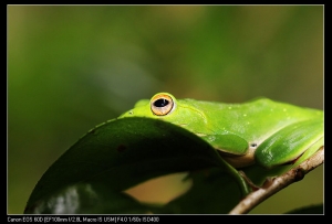 民宿旁發現的樹蛙