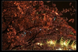 夜拍--天元宮櫻花情