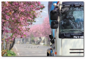 粉紅 羊蹄甲花道