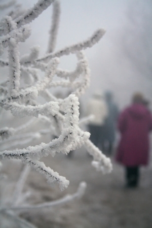 中国 吉林 雾松岛