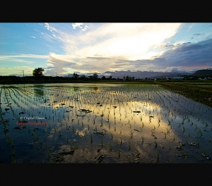 台東田野風景（2）--黑卡作品