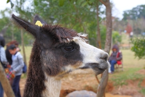天馬牧場 -- 草泥馬 & 動物們
