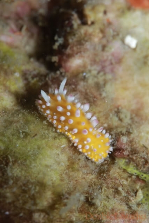 海底的微距生態