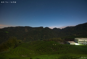 南投 竹山八卦茶園