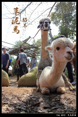 草泥馬之天馬牧場