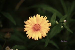 上一些花