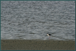 20130311 水鳥。夕色