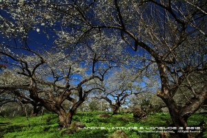 梅之饗宴‧烏松崙＠南投信義鄉