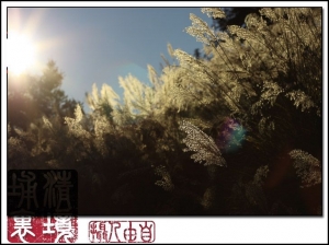 鳶峰芒花