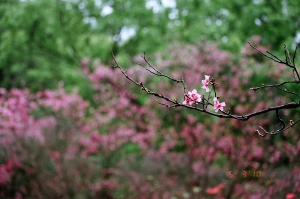 天元櫻+陽明山櫻(底片版)