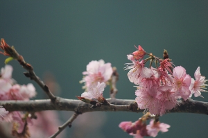 討罵的武陵櫻花