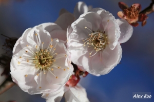 武陵--梅花小品