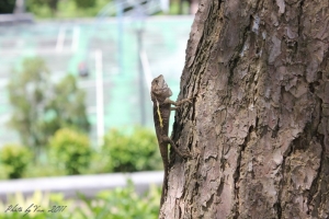 新手上路..公園隨拍