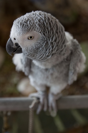 鷹~