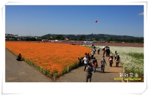 我也來去新社湊熱鬧