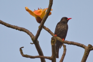 紅嘴黑鵯-木棉花篇
