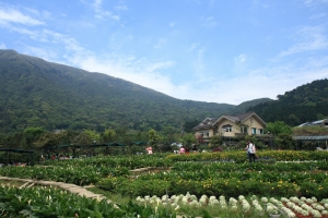 竹子湖海芋