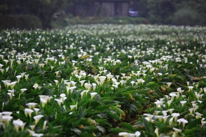 竹子湖海芋