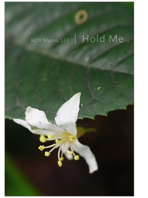 R O Y Macro 1 7 7 │ H o l d m e .