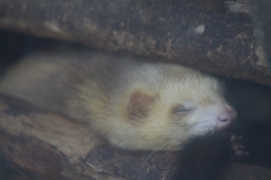 10108壽山動物祝各位情人節快樂