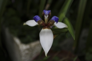 請問這是什麼花？