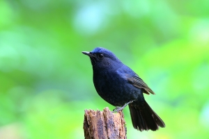 456打鳥記 - 白尾鴝公鳥