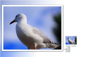 澳洲~黃金海岸~海鷗篇